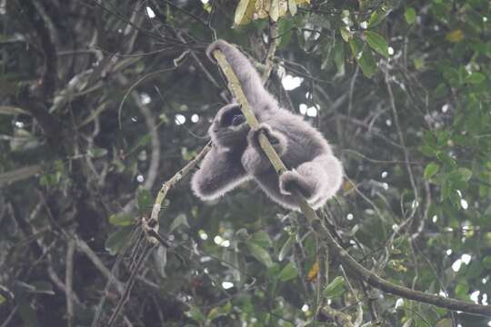 Image of silvery gibbon