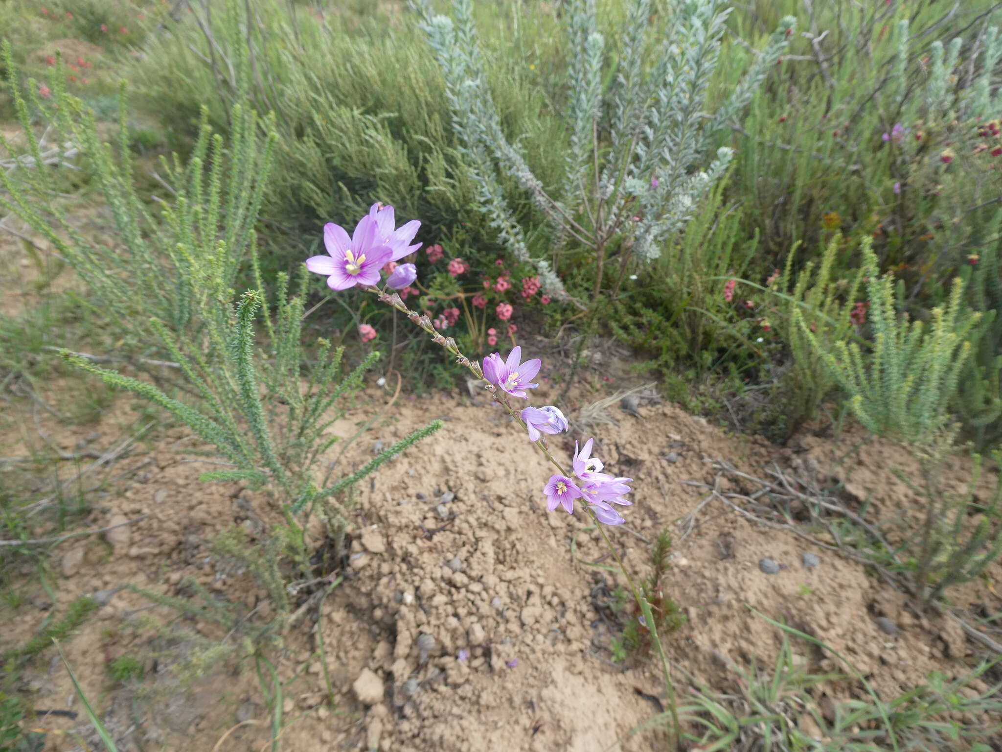 Image of Ixia flexuosa L.