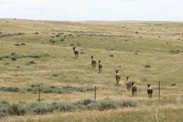 Image of North American elk