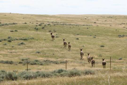 Image of North American elk