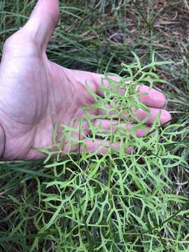 Image of desert Indianbush