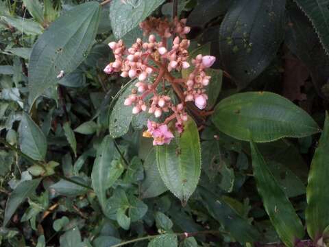 Plancia ëd Conostegia xalapensis (Bonpl.) D. Don