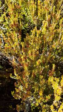 Imagem de Epacris alpina Hook. fil.