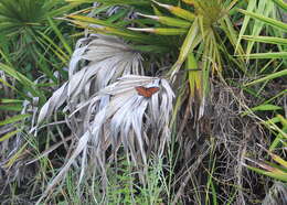 Imagem de Limenitis archippus floridensis Strecker 1878