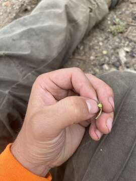 Image of goosefoot violet