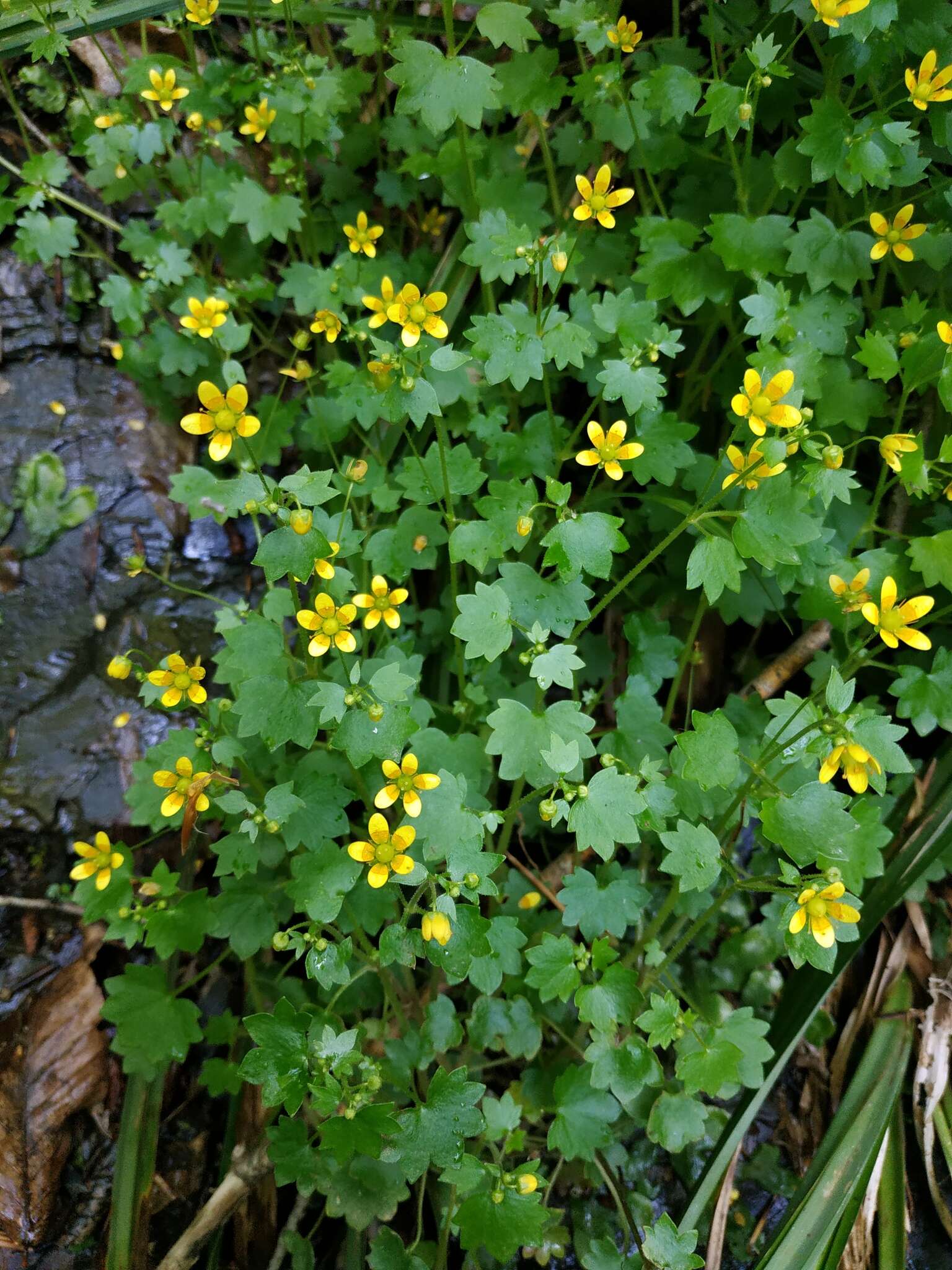 Image of Saxifraga cymbalaria L.