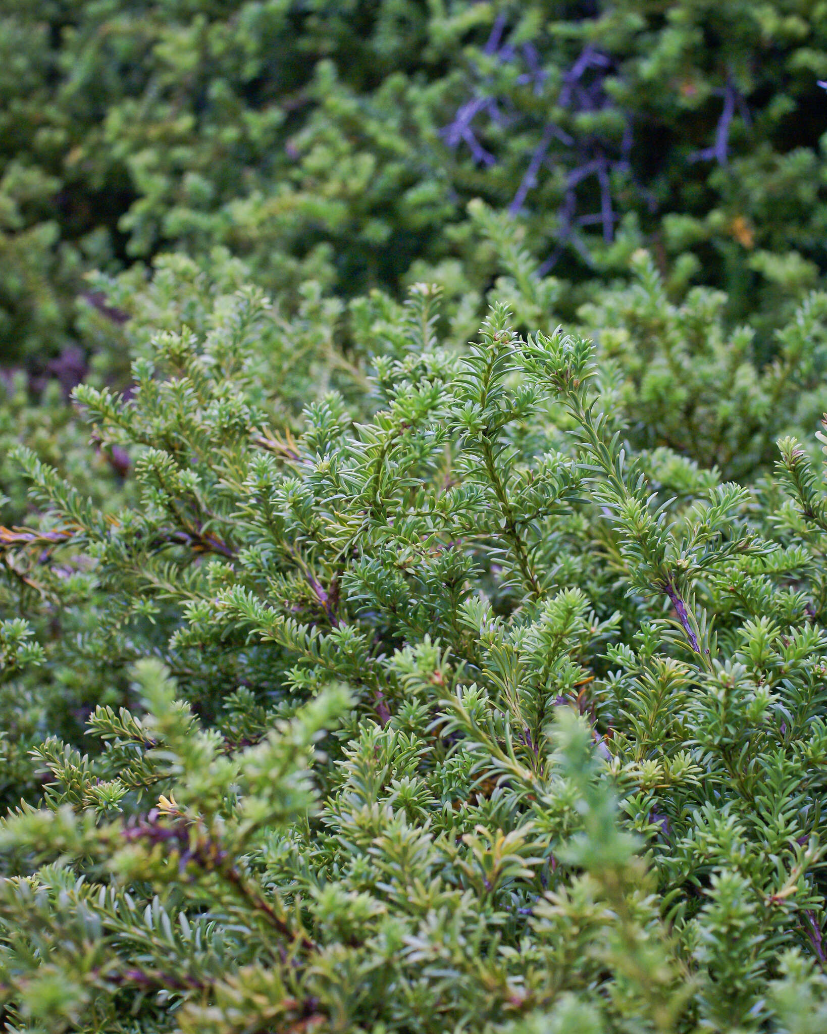 صورة Podocarpus nivalis Hook.