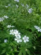 Image of Geranium pseudosibiricum J. Mayer