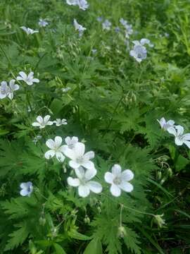 Image of Geranium pseudosibiricum J. Mayer