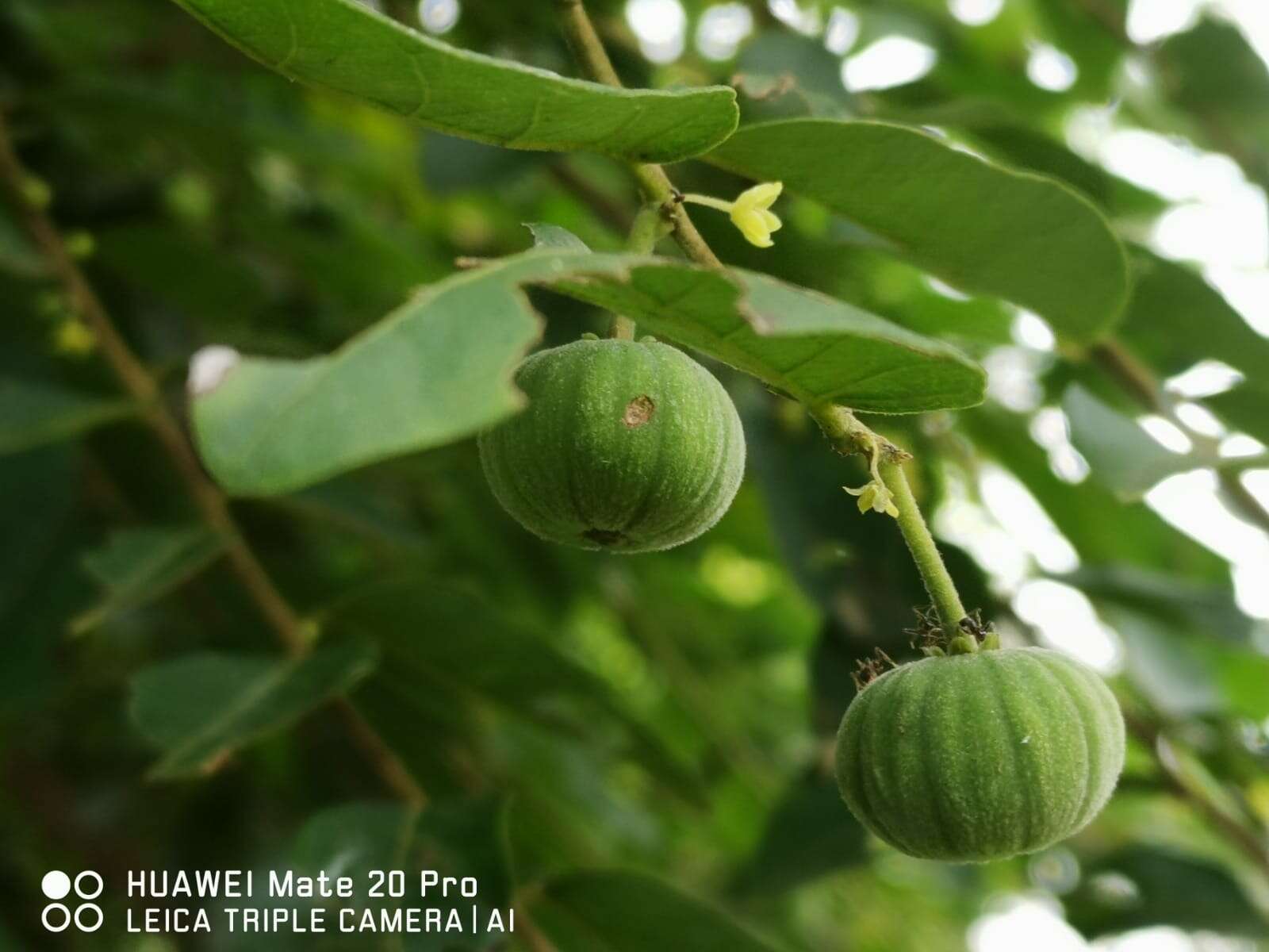 Imagem de Phyllanthus obscurus Roxb. ex Willd.