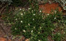 Image of Teucrium sessiliflorum Benth.