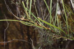 Image of Acacia granitica Maiden