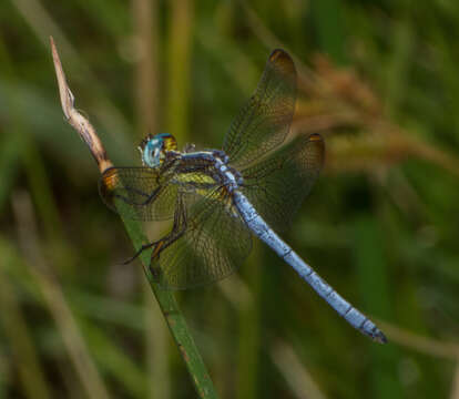 Image of Dasythemis mincki (Karsch 1890)