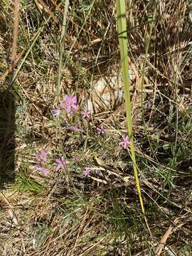 Image of Zeltnera namatophila