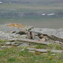 Image of Alaska Marmot