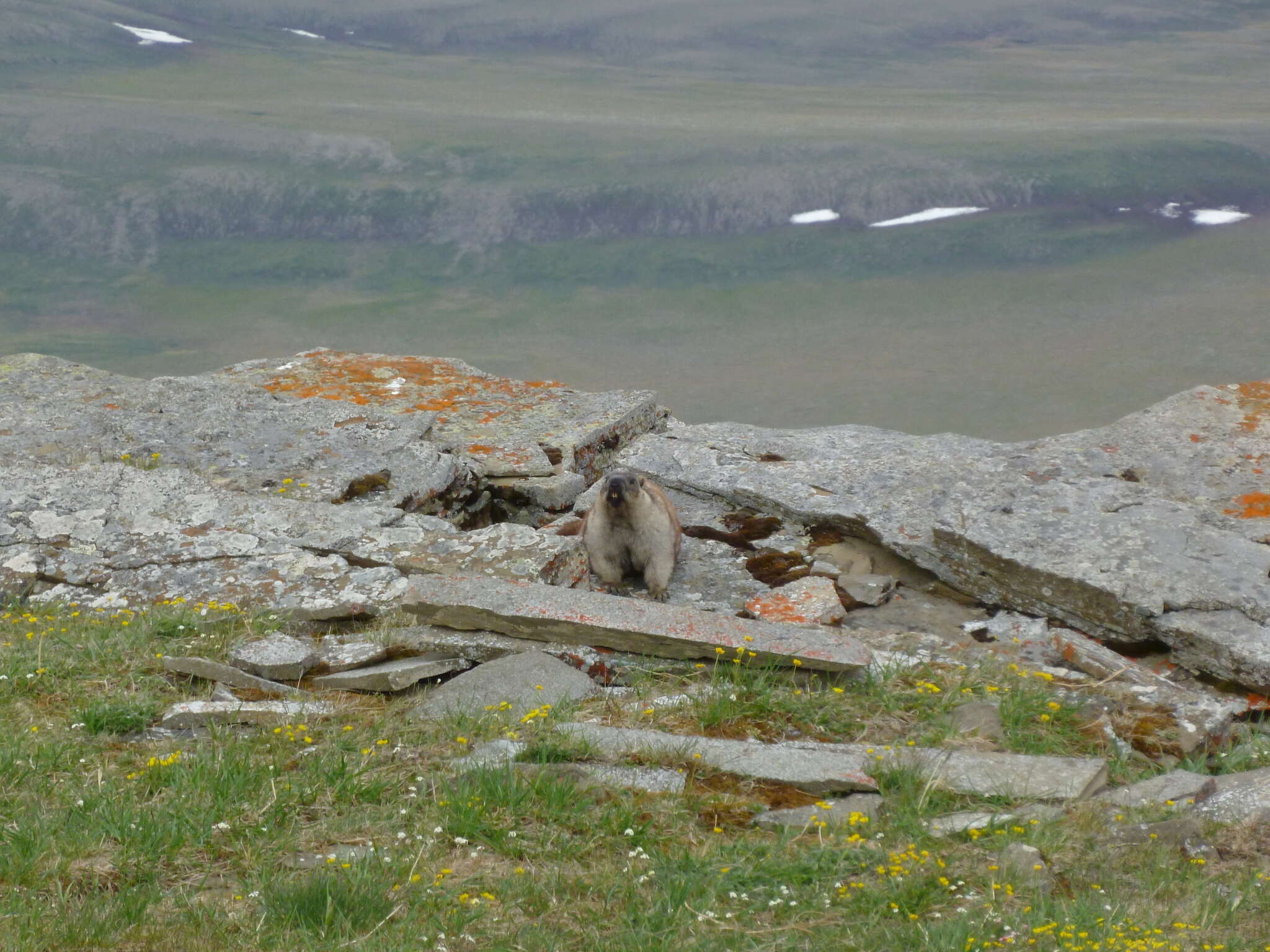 Image of Alaska Marmot