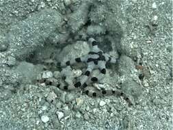 Image of Banded Brittle Star