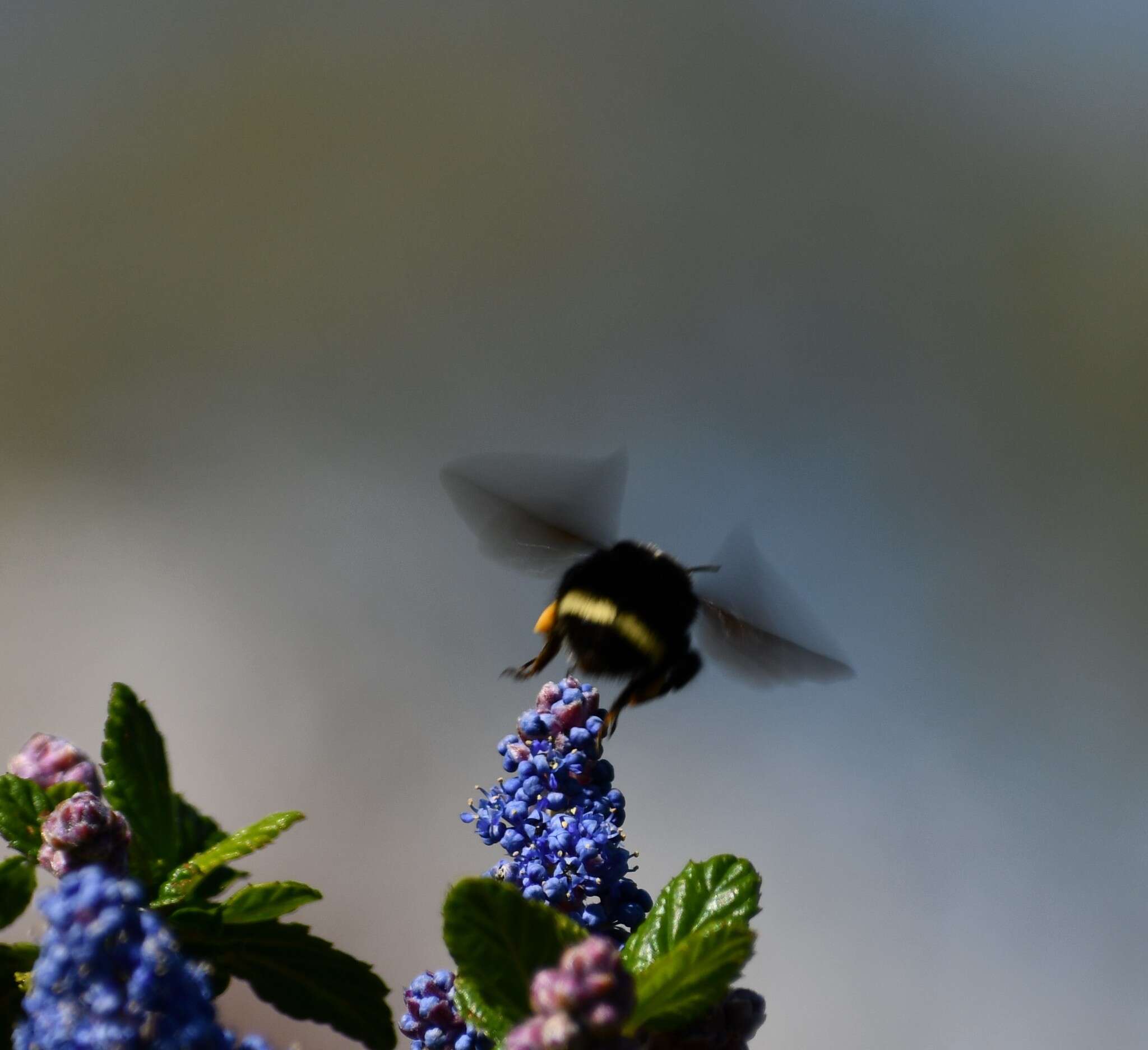 Image of Van Dyke Bumble Bee