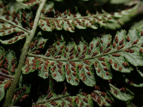 Image of Hawaii Twin-Sorus Fern