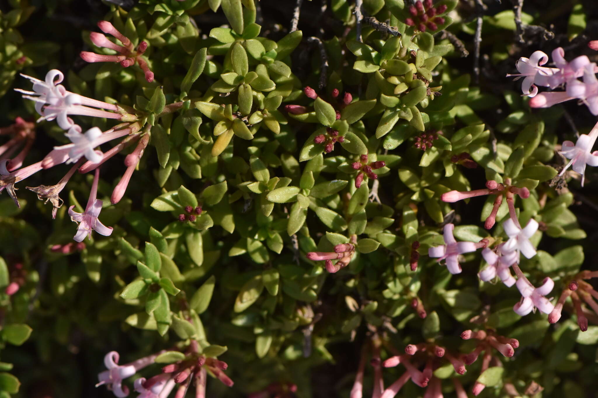 Plocama calabrica (L. fil.) M. Backlund & Thulin的圖片