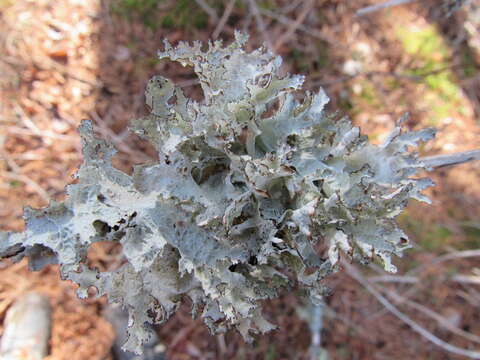 Image of Tuckerman's ragged lichen