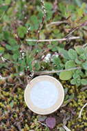 Image of early sand-grass