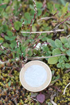 Image of early sand-grass