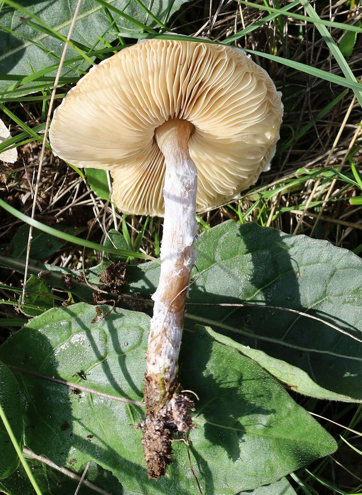 Слика од Lepiota erminea (Fr.) P. Kumm. 1871