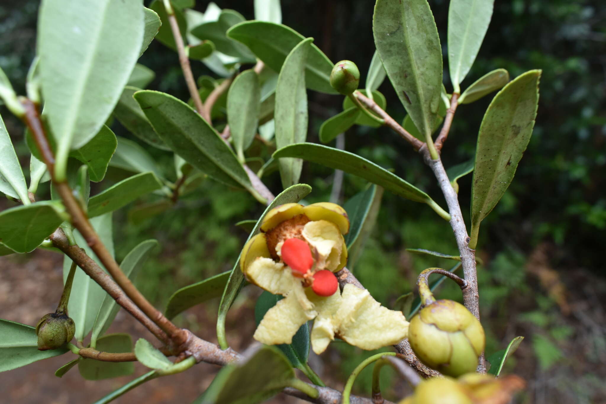 Image of Ternstroemia lineata DC.