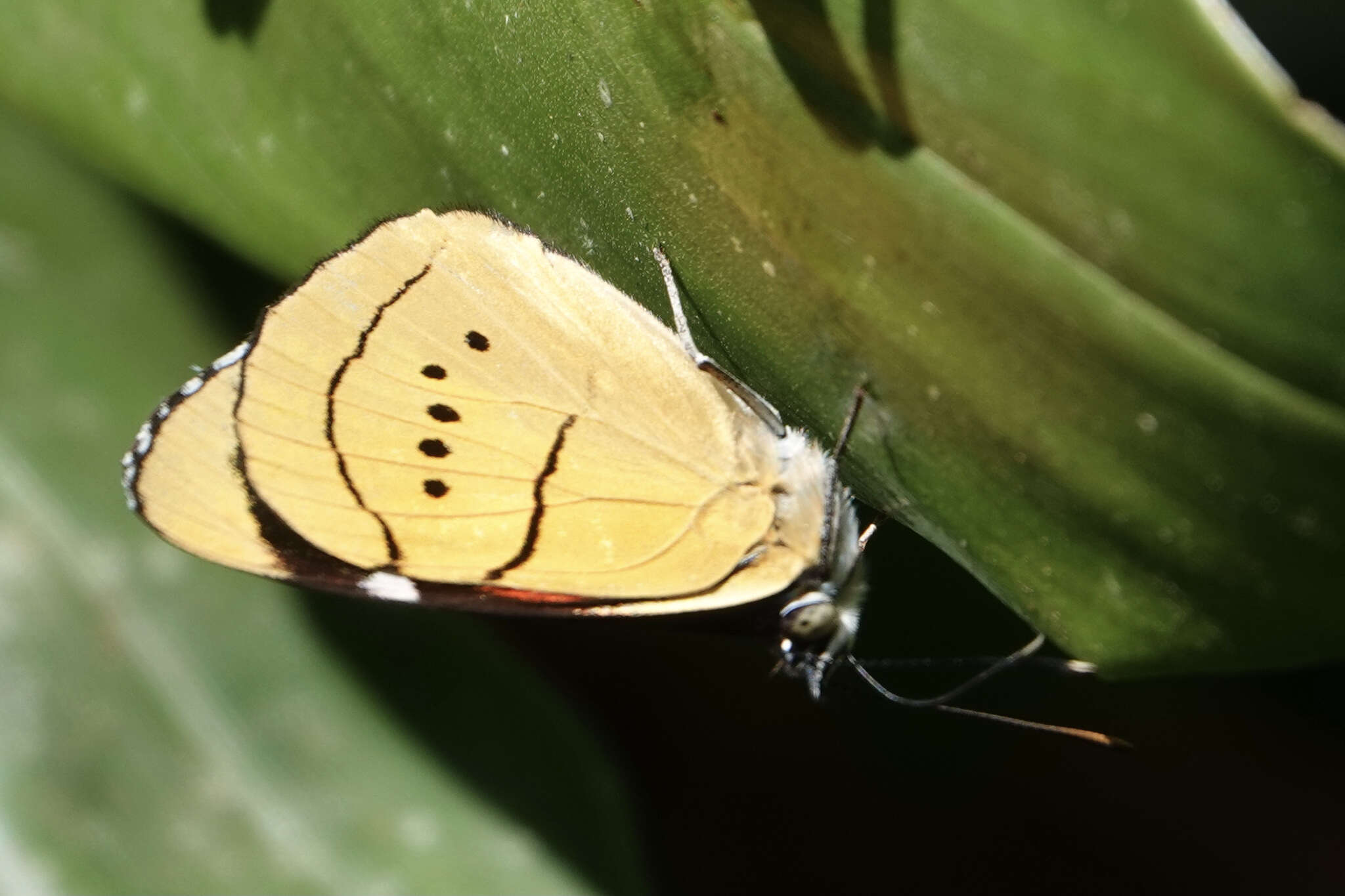 <i>Perisama <i>humboldtii</i></i> humboldtii的圖片