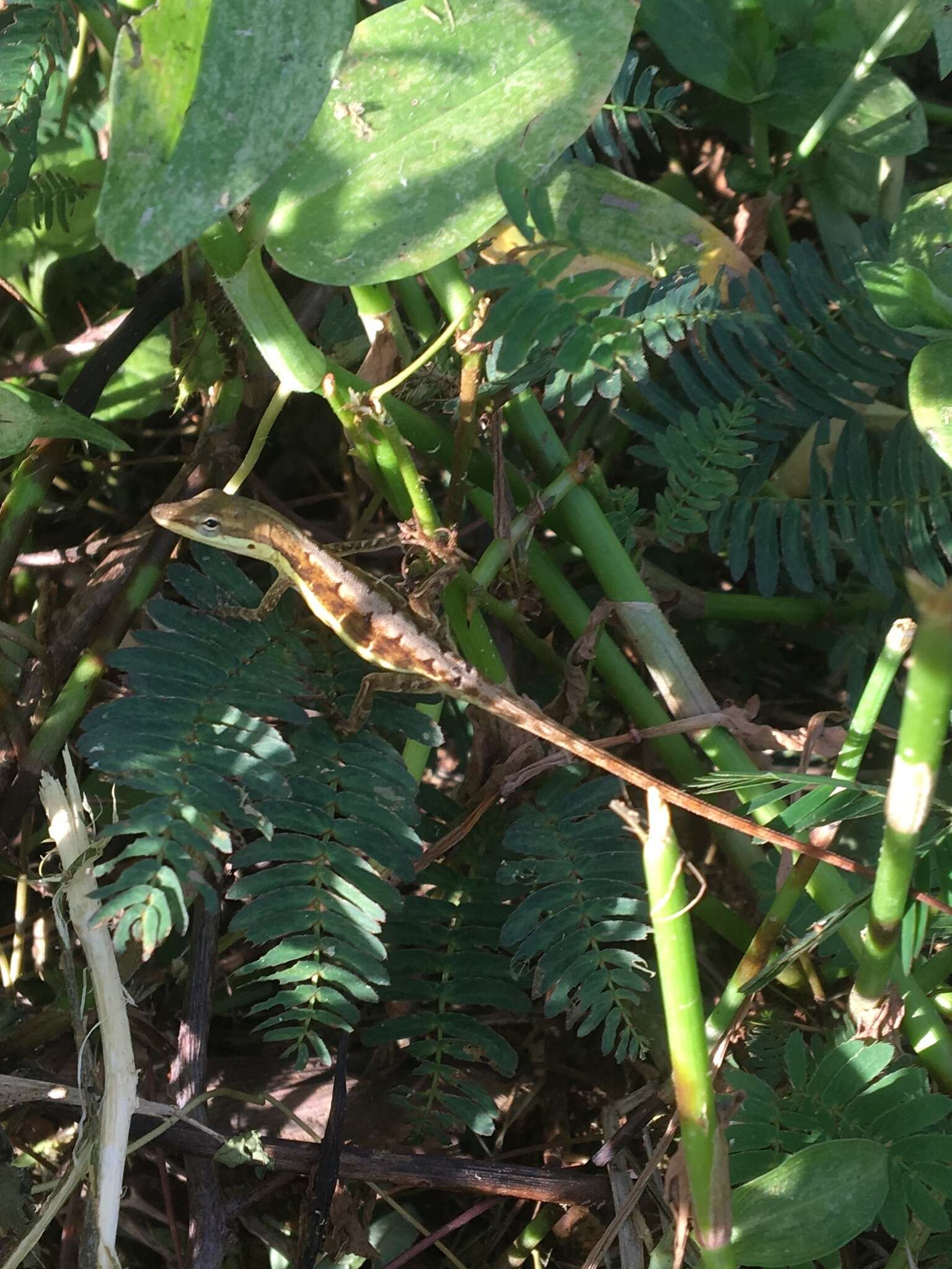 Image of Sharp-mouthed lizard