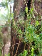 Imagem de Erica platycodon subsp. platycodon