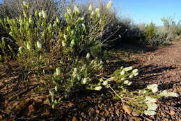 Image of Selago glutinosa subsp. cylindriphylla O. M. Hilliard