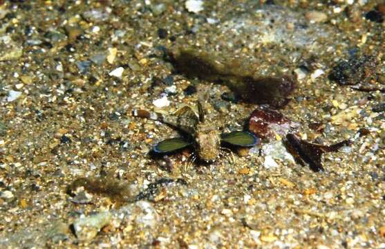 Image of Australian spiny gurnard