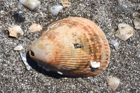 Image of oblong cockle