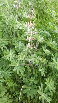 Image of Lupinus palaestinus Boiss.