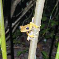 Image of Polypedates discantus Rujirawan, Stuart & Aowphol 2013