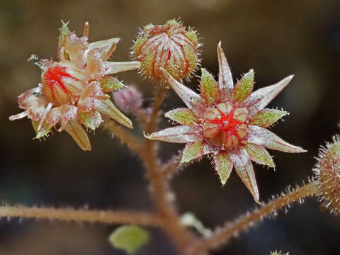 Image of Monanthes brachycaulos (Webb & Berth) Lowe