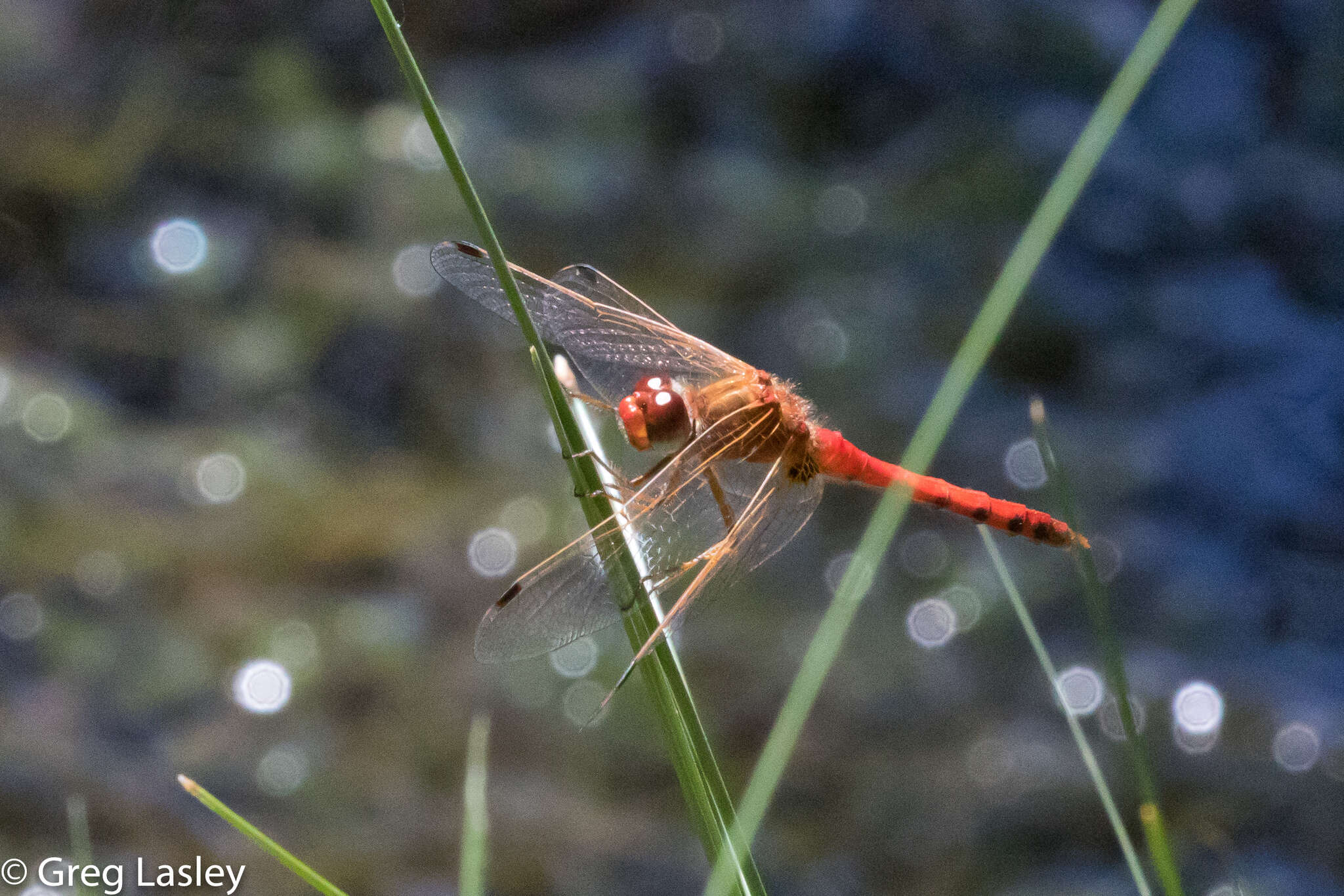 Image of Spot-winged Meadowhawk