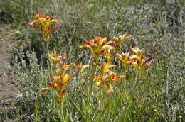 Image of Anigozanthos humilis subsp. humilis