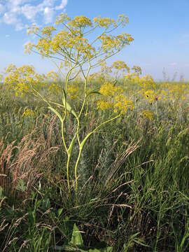 Image of Ferula tatarica Fischer ex Sprengel