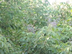 Imagem de Vitex gaumeri Greenm.