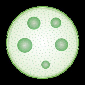 Image of Globe Algae
