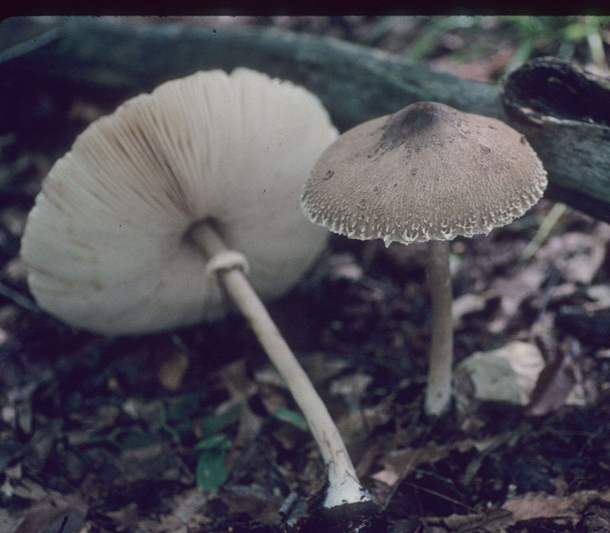 Слика од Macrolepiota prominens (Sacc.) M. M. Moser 1967