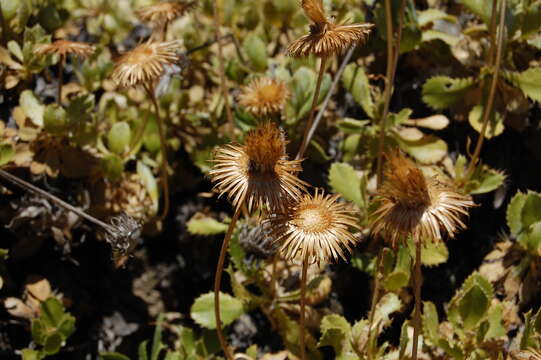 Haplopappus macrocephalus (Poepp. ex Less.) DC. resmi