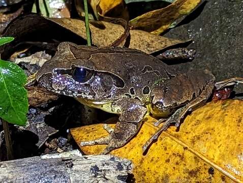 Image of Fleay’s Barred-frog