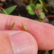 Sivun Fimbristylis acuminata Vahl kuva