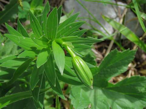 Image of Lilium carniolicum Bernh. ex W. D. J. Koch