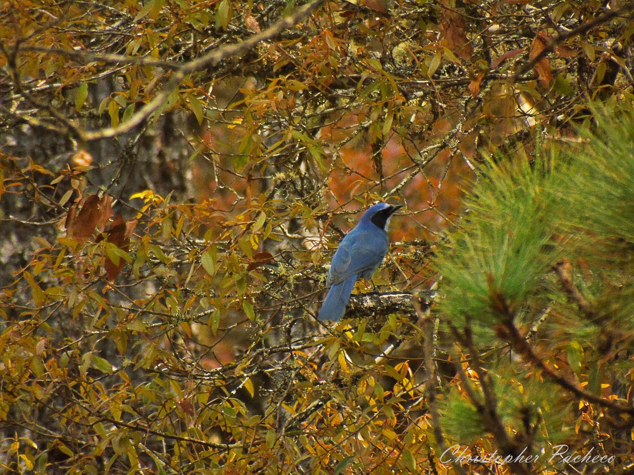 Image of Dwarf Jay