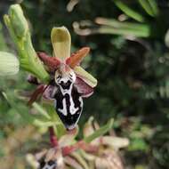 Image of Ophrys cretica (Vierh.) E. Nelson